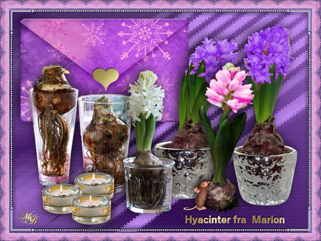 Hyacinter fra Marion1